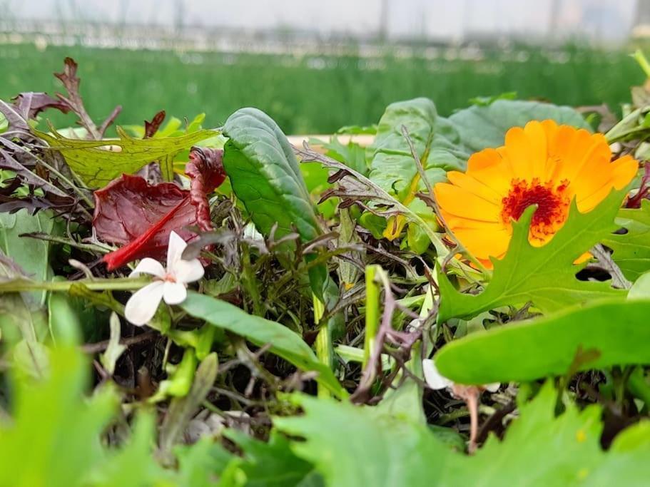 Maison De Campagne, Bulle De Verdure Montbron 外观 照片