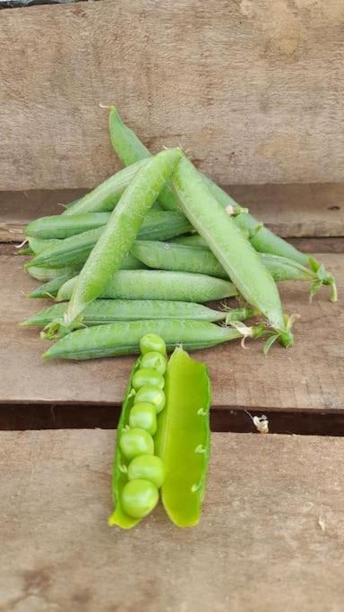 Maison De Campagne, Bulle De Verdure Montbron 外观 照片
